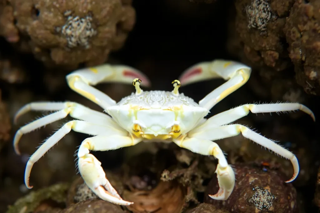 Snow crab in icy waters showcasing its snowy exoskeleton